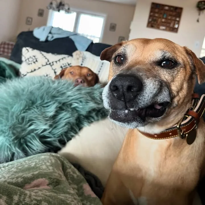 This made us laugh so much! 😂 PLEASE tell us if you made this a meme what would you say??? 🐾🐶

Thanks to @roxyandgoose for making us laugh yet again! 😉

#EvolvePets #ChooseEvolve #MeMeThatDog #WhatWouldYouSay
