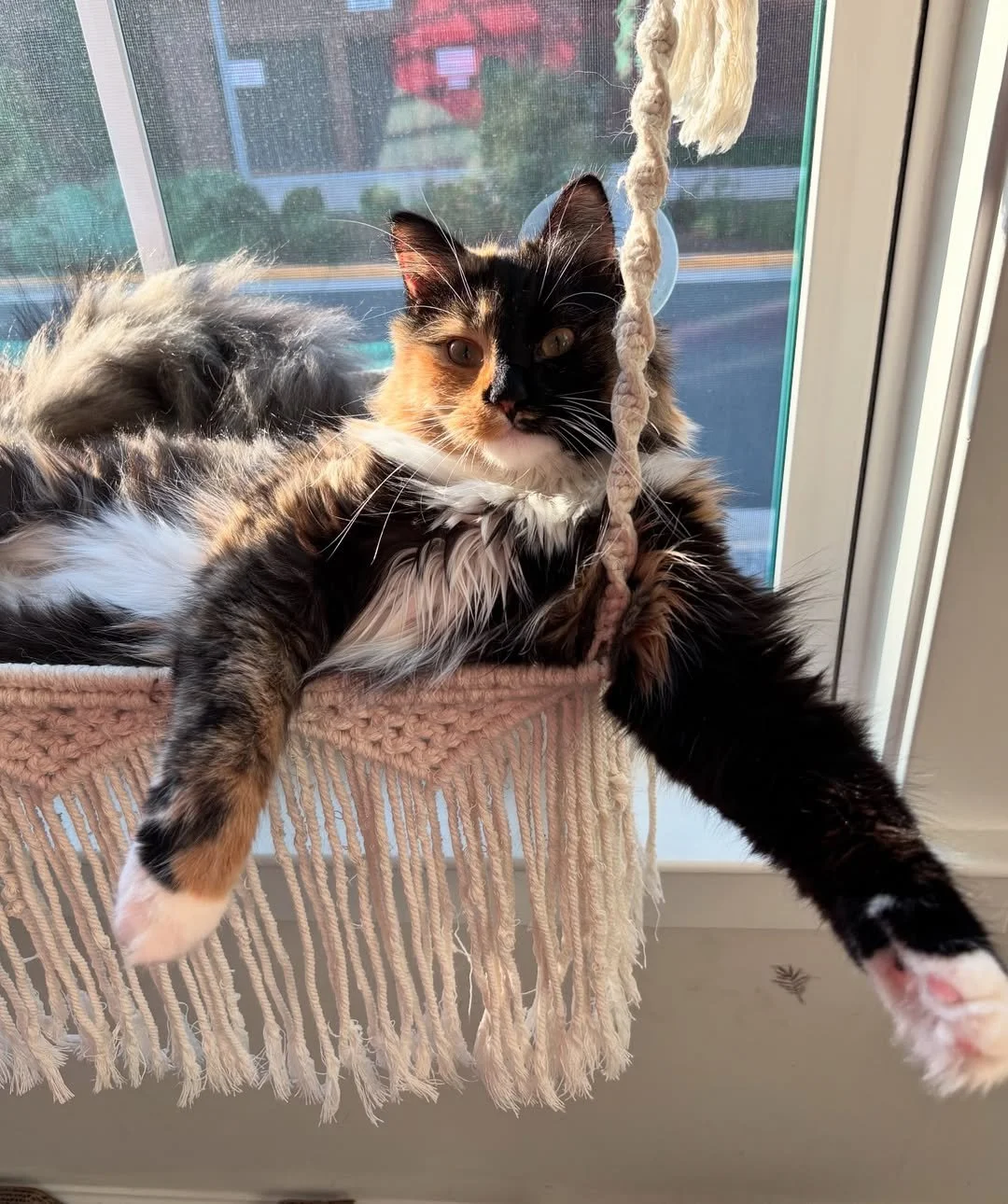If you need me, I&rsquo;ll be canceling all my responsibilities until further notice. 😌☀️
@purrfectlymaple is currently booked for a sunbath, hammock time, and being this fabulous.

#EvolvePets #ChooseEvolve #SunSoakedAndUnbothered #SwingIntoSaturda
