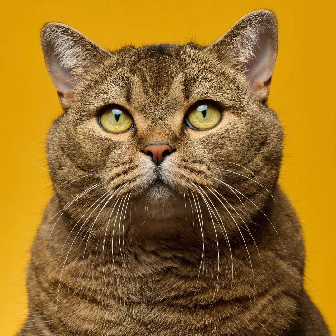 It&rsquo;s International Cat Day&mdash;so naturally, we&rsquo;re celebrating on their terms. 😼✨

To the cats who demand dinner at 5:01 sharp, knock your phone off the counter just because, and still somehow earn the title of royalty&mdash;you&rsquo;
