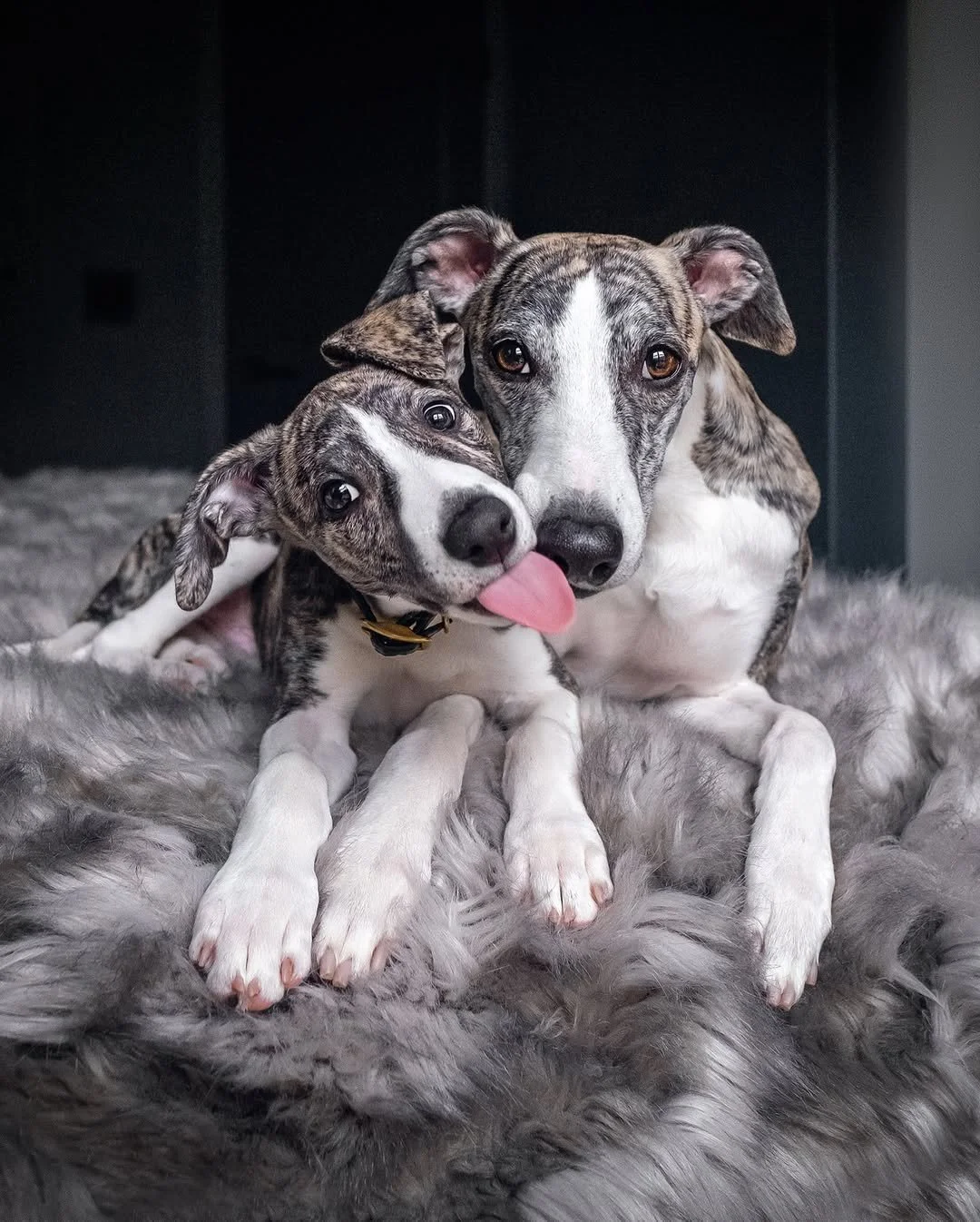 Sundays are for snuggles, silliness, and sticking your tongue out just because. 😋
 
@whippetsunleashed have the whole weekend vibe nailed down&mdash;soft blankets, sweet company, and zero stress. 😌

What&rsquo;s your pup&rsquo;s go-to Sunday mood: 