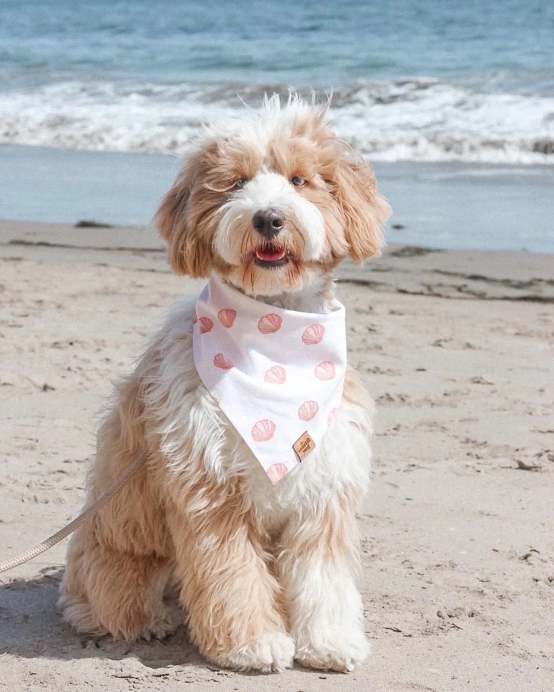 🌊 Beach hair, don&rsquo;t care 🐾☀️ Nothing says summer like sandy paws, salty air, and a seaside smile like @ourbuddygraham

#EvolvePetFood #ChooseEvolve #BeachDayVibes #SummerWithPets #DogsofInstagram