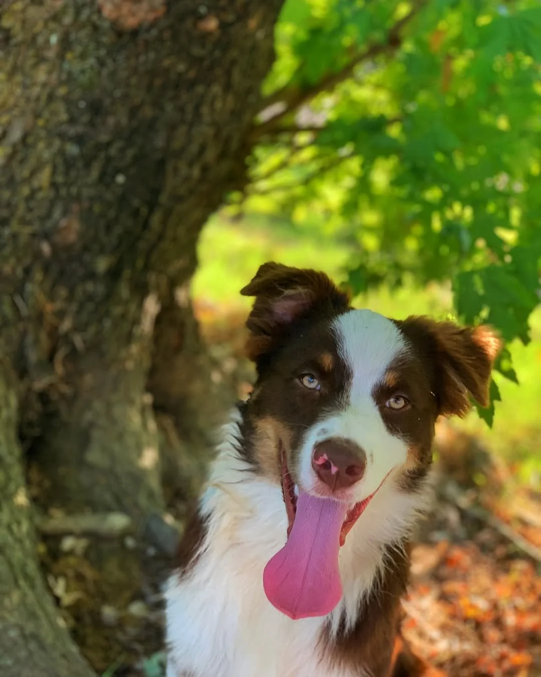 Finding the perfect shady spot to cool down is a summer skill, and @thenaturalstateaussies has clearly mastered it 🌳☀️ That happy tongue-out grin says it all &mdash; pure joy in the dog days of summer.

#EvolvePetFood #ChooseEvolve #DogDays #HappyAu