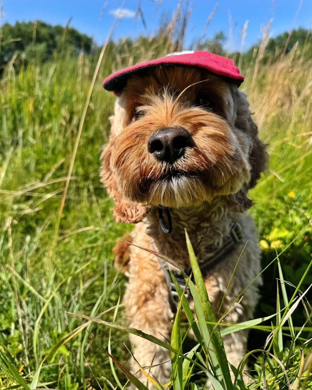 ☀️ Field days &gt; screen time any day. Just ask @topper_the_cockapoo&mdash;this little adventurer knows how to turn a summer stroll into the best kind of escape. 🌿🐾

#ChooseEvolve #EvolvePetFood #SummerWithDogs #AdventureBuddy