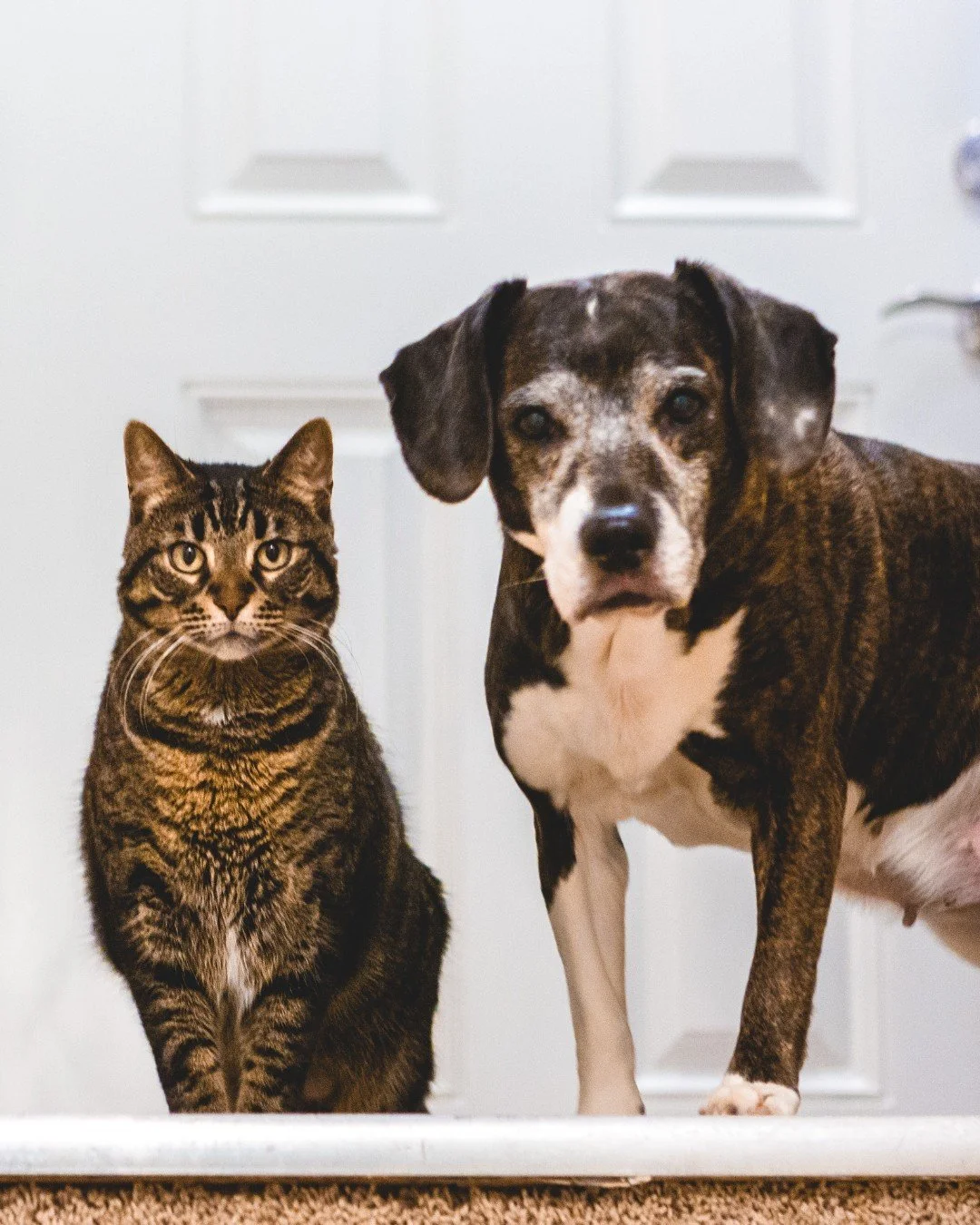 Aging is a natural part of life, and just like us, our pets experience changes as they grow older. Senior pets require special attention to ensure they remain happy, healthy, and comfortable in their golden years. At Evolve Pet Food, we&rsquo;re comm