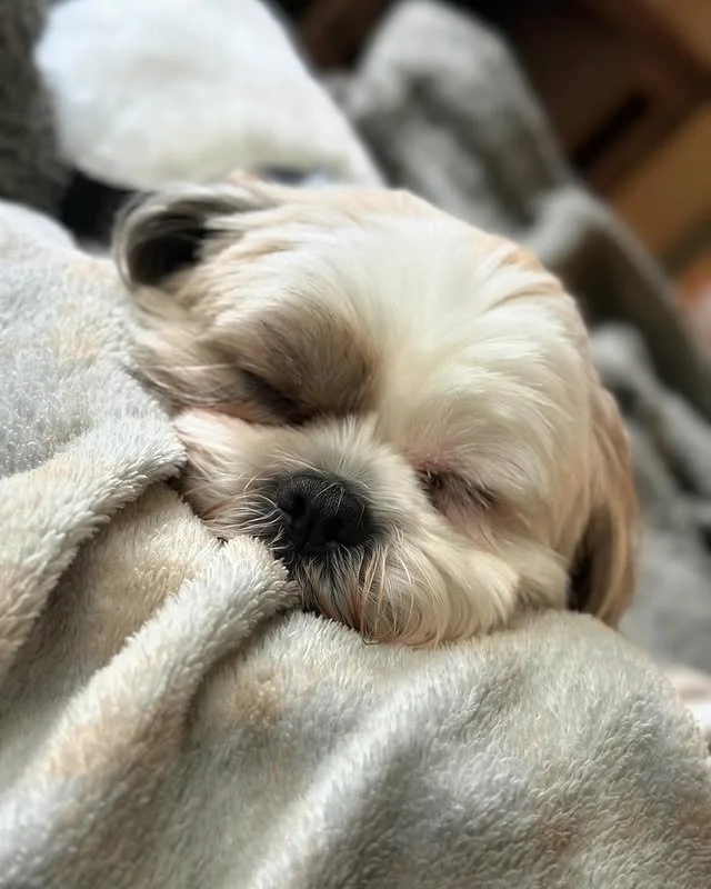 Sunday plans: nap, snack, repeat. 💤 September Sundays feel so good when you&rsquo;ve got the perfect blanket pile. 😴

#EvolvePets #ChooseEvolve #SleepySunday #CozyVibes #CruzTheShihTzuu&quot;