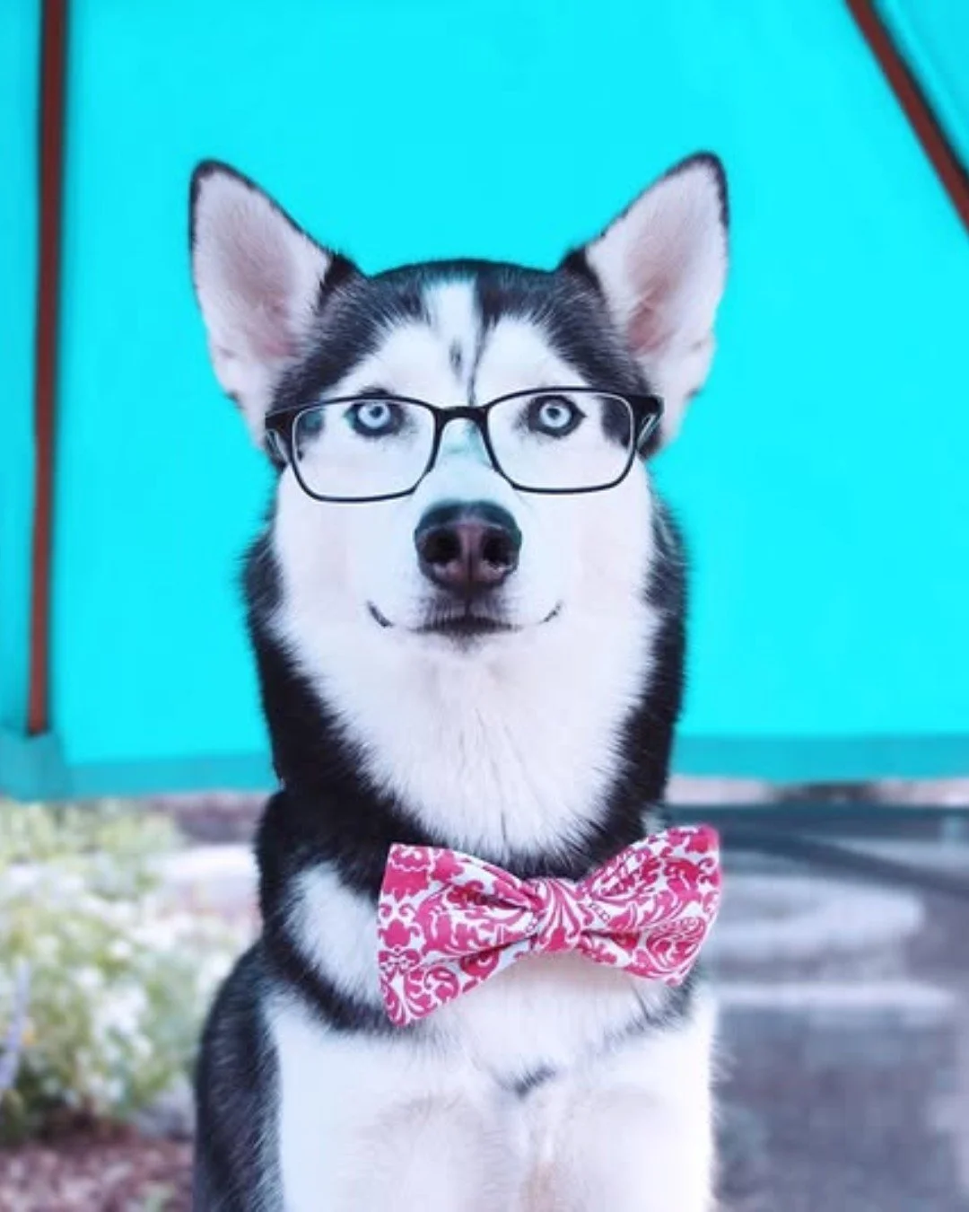 🎒✏️ Study buddy, class clown, or teacher&rsquo;s pet? @iheartmiles is ready to ace Back to School season in style &mdash; bow tie, glasses, and all. 🐾📚

#EvolvePets #ChooseEvolve #BackToSchool #ClassIsInSession #SmartPup