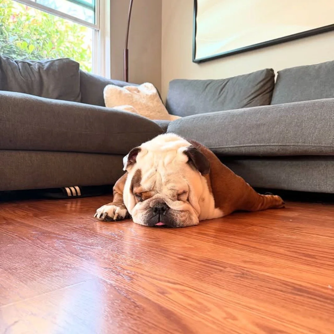 Friday hit us harder than the snooze button on a Monday 😴&hellip; @bigbullyythor is officially out of office until further notice. 🐾

#EvolvePets #ChooseEvolve #FlatOutFriday #BulldogMood #WeekendLoading