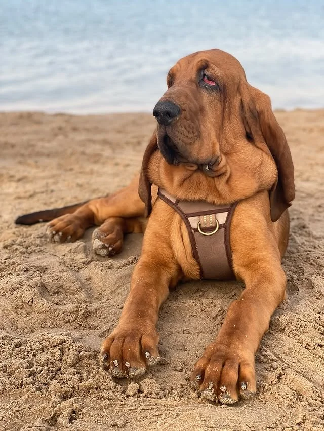 🐾 @walterthebloodhound21 is going to have one last sandy snooze before summer officially waves goodbye 🌊☀️ 

How are you spending the last official weekend of summer? 😎

#EvolvePets #ChooseEvolve #BeachBound #WalterAdventures #EndOfSummerVibes