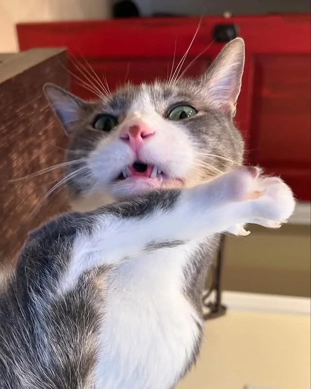 When you get caught in the act of&hellip; well, whatever this is. 👀😹 @waffles.catt, you&rsquo;ve got some serious explaining to do! 🐾🤪

#EvolvePets #ChooseEvolve #CaughtInTheAct #CatCaught #WafflesTheCat #FelineFails