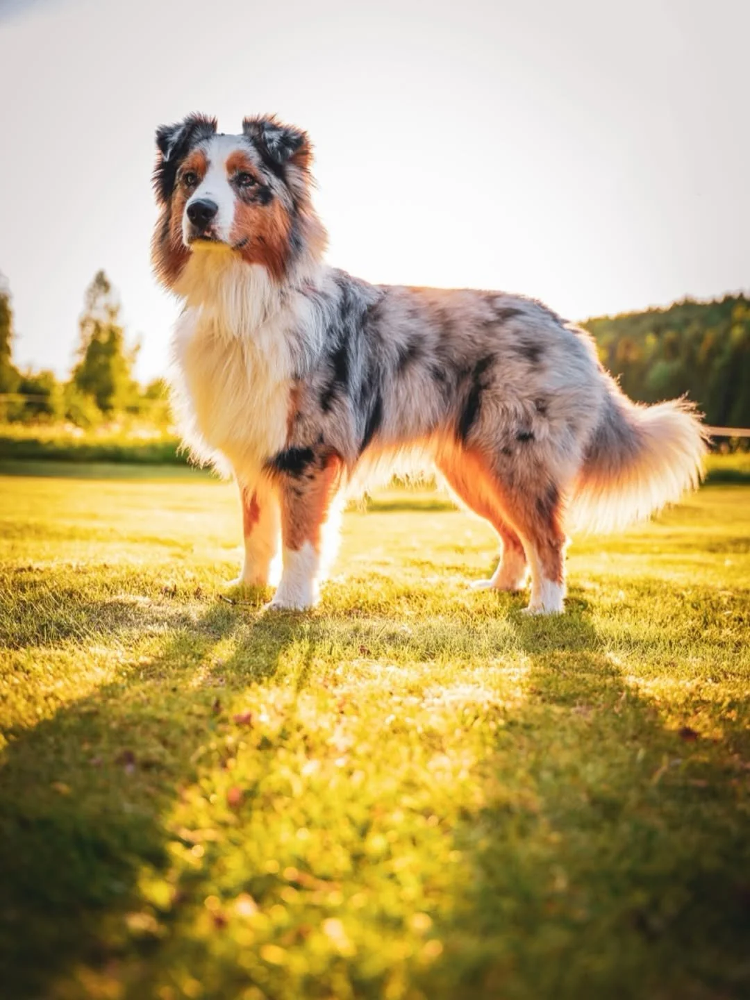 Golden hour hits different when you&rsquo;ve got a fluffy shadow by your side ☀️🐾 @life.of.bruce.the.aussie showing us how to soak up every last bit of summer magic.

#EvolvePetFood #ChooseEvolve #SummerWithPets #GoldenHourGlow