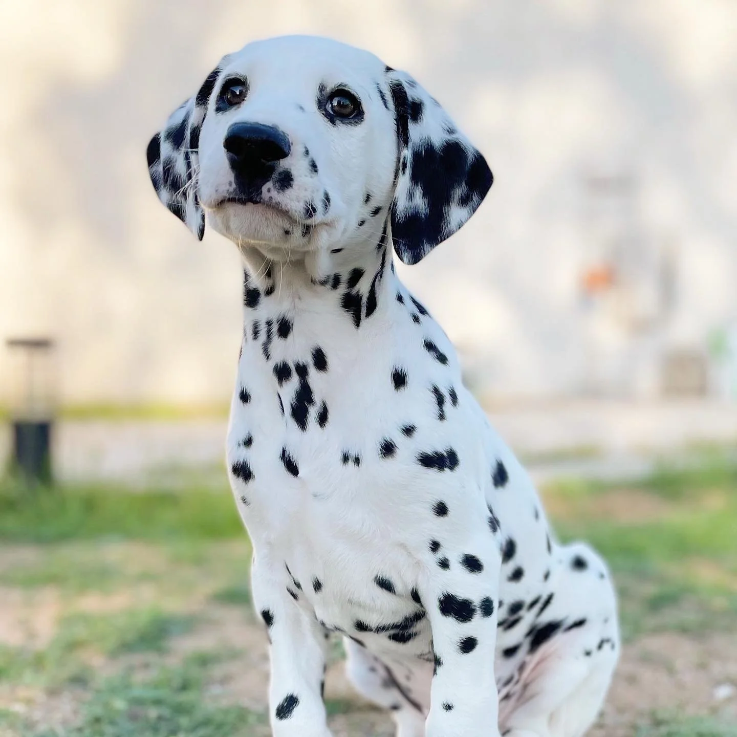 👀Spotted: the most handsome pup on the block 😍🐾 @brixtonthedalmation has looks (and dots) that never go out of style. 🖤🤍 From playful zoomies to model moments like this, Brixton proves that being spotted is always in fashion. 🐶✨

#EvolvePets #C