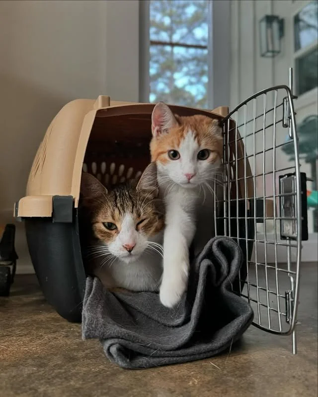 Excuse me, pardon me&hellip; just gotta squeeze on through 😼🚪🐾 When personal space is a myth but sibling love is forever. ❤️😂 @goobyandco

#EvolvePets #ChooseEvolve #SiblingShenanigans #CatComedy #RoomForTwo #PurrfectPair