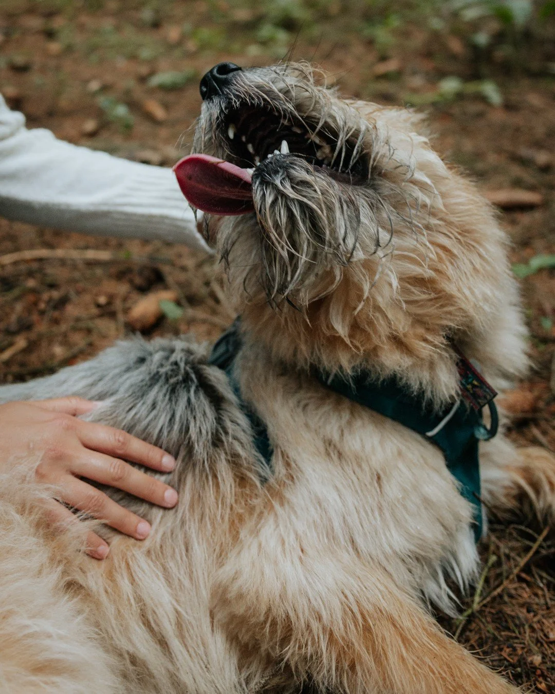 Pets communicate in ways that go beyond barks, meows, and tail wags. By paying close attention to their body language, pet parents can better understand what their furry friends are feeling and respond appropriately. Whether it&rsquo;s a wagging tail