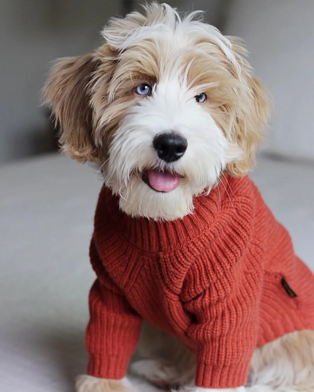 🍁 Sweater weather = better together. Just ask @ourbuddygraham, who&rsquo;s rocking autumn vibes and those puppy-dog eyes like it&rsquo;s a full-time job. 🍂✨

What&rsquo;s your pup&rsquo;s go-to fall look&mdash;cozy knits, plaid bandanas, or au natu