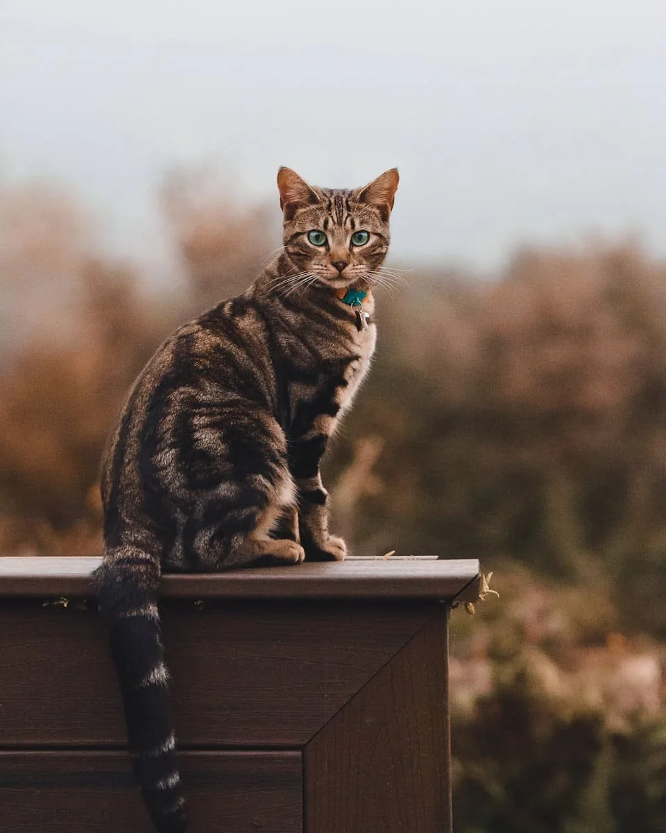 Mornings feel softer in the fall, and @athena_and_sakura knows just how to soak it all in. 🍁✨ Crisp air, quiet moments, and the calm beauty of autumn days. 🐾🍂

#CozySeason #AutumnGlow #FelineBeauty #GoldenHourMagic #CatsOfAutumn