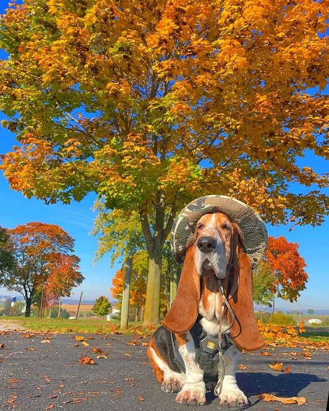 @bentleywaffles strutting into spooky season like 🎃🍁🐾 Big ears, big charm, and bigger fall vibes. Who needs a pumpkin patch when you&rsquo;ve got this much cuteness? 🍂🐶🧡

#EvolvePetFood #ChooseEvolve #SpookySeasonSmiles #PumpkinPup #FallMoodAct