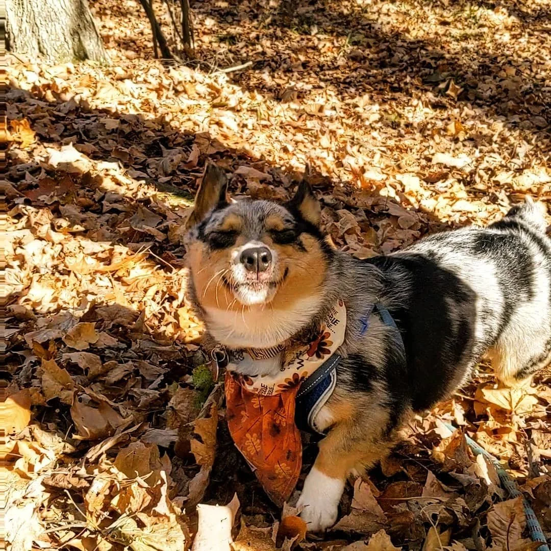 🍂 Fall feels are in full swing with @adventurepupwinston! 🍁✨ Nothing beats crunchy leaves, crisp air, and a pup-approved smile that says this is the season to wag through. 🐾💛

#EvolvePets #ChooseEvolve #FallVibes #AutumnAdventures #ChooseEvolve #