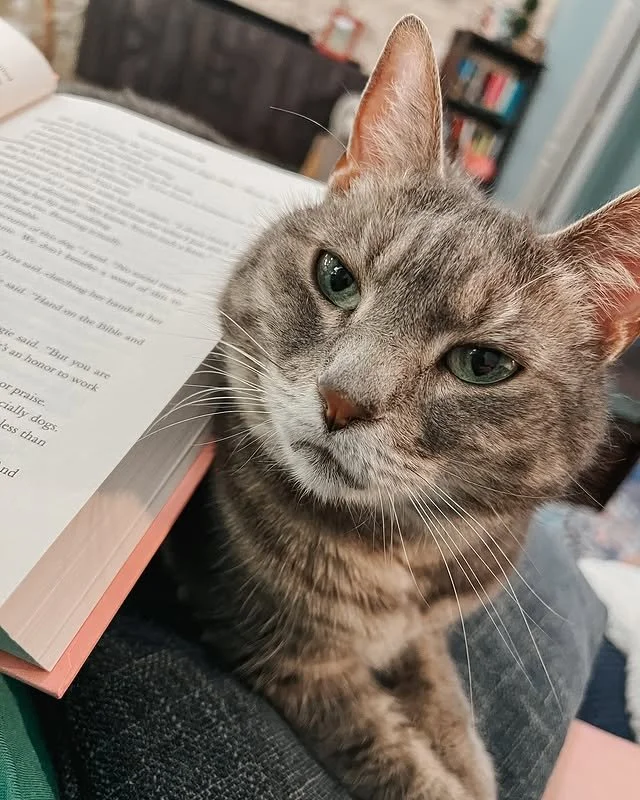 ☕🍂 Fall mornings are best spent with a warm cup of coffee, a good book, and a cat who insists on being the main character. @kinglouisthexvii has got the cozy part covered. 😽 

#EvolvePets #ChooseEvolve #CatsAndCoffee #FallFeels