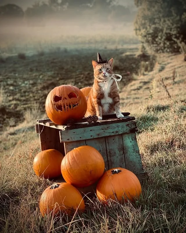 Bow down, mortals. The Pumpkin King (and Queen of Sass) have arrived. π»π
Whether it’s guarding gourds or casting spells for extra treats, @skittles_and_gingin have this spooky season under full control. π‍β¬π§‘ 
#EvolvePets #ChooseEvolve