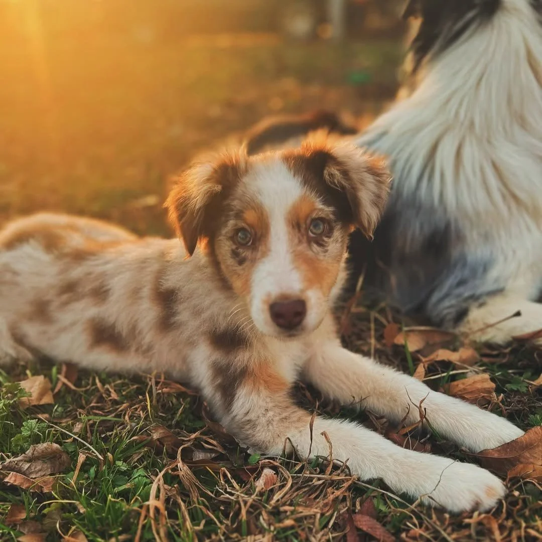 Golden hour glow + crunchy leaves = the perfect recipe for autumn magic. β¨π 
Nothing says fall like long walks, cool breezes, and pups soaking up the last of the sunshine. @thenaturalstateaussies
#EvolvePetFood #ChooseEvolve #FallWithMyDog #Golden