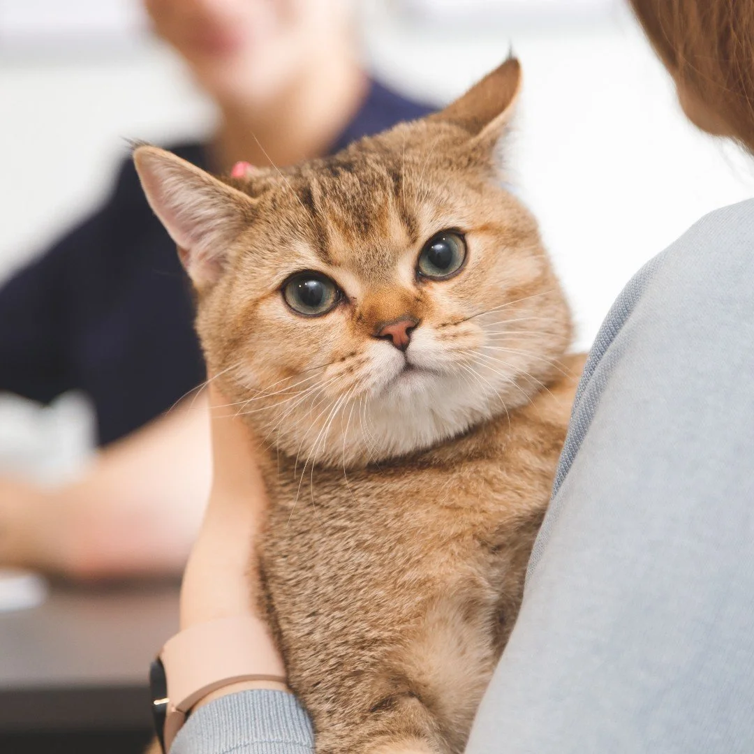 When you realize the vet appointment isn’t for the dog… 🐾👀🙀😾
Happy National Cat Day to all the dramatic, sassy, snuggly, and absolutely in charge felines out there. 💅🐱
#EvolvePets #ChooseEvolve #NationalCatDay #CatsOfInstagram #P