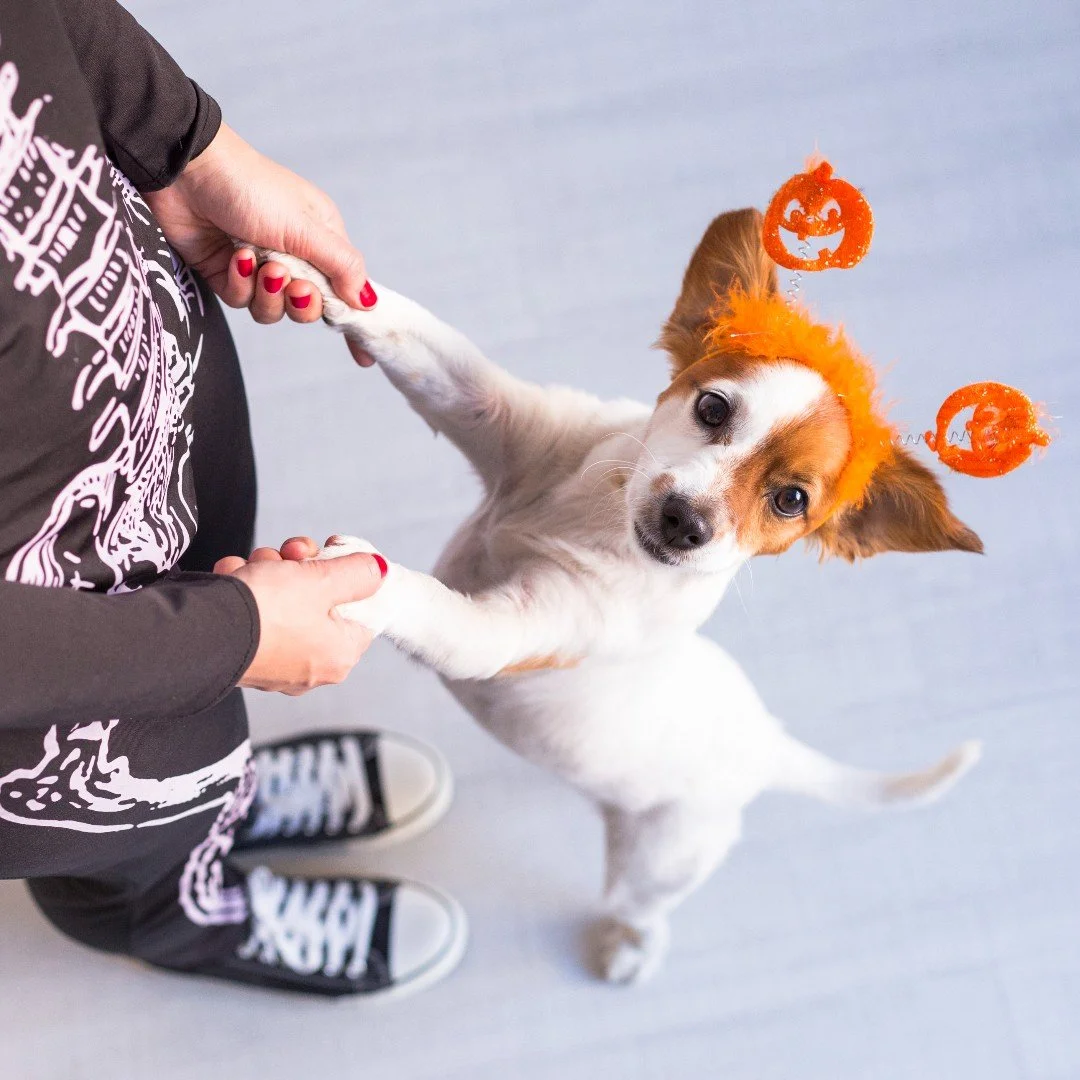 ππ» Happy Halloween from all of us at Evolve! Whether your furry trick-or-treater is rocking a costume or just enjoying extra couch cuddles tonight, we hope your day is filled with tail wags, treats (the safe kind!), and zero spooks. πΎβ¨
Tag us in