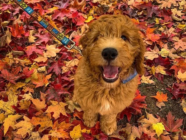 🍁 @finleythedoodle_ Smiles as bright as the leaves! 🍁 Nothing says autumn like a doodle surrounded by the season&rsquo;s best confetti. 🐾🍂

#EvolvePetFood #ChooseEvolve #FallVibes #LeafPileParty #DoodleDays #FinleyTheDoodle