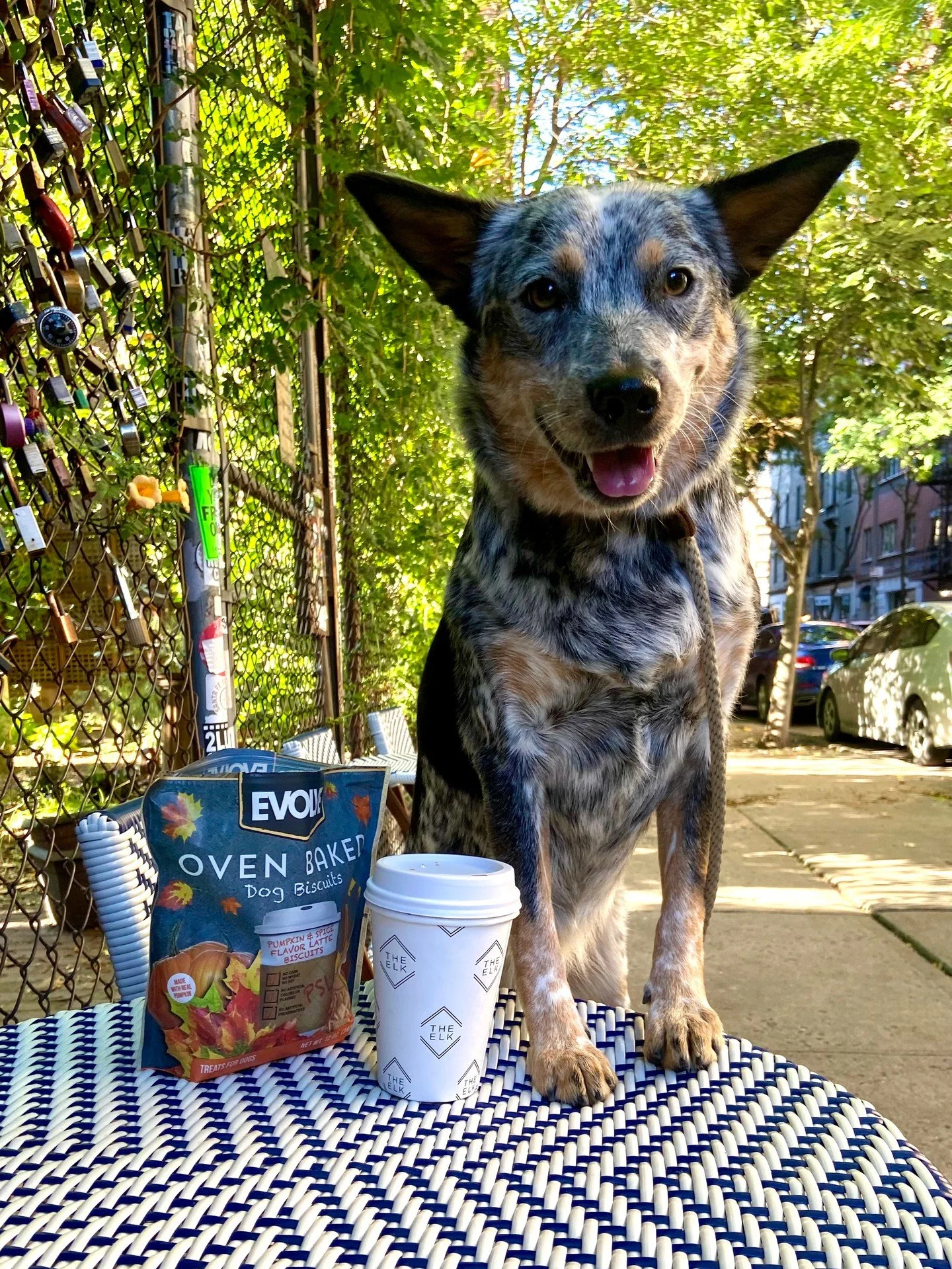 PSL season isn&rsquo;t over until we say it is. 🎃☕🍂 Keep the fall vibes going strong with our Pumpkin Spice Latte Oven-Baked Dog Biscuits&mdash;crafted for cozy moments and crunchy joy all season long. Because your pup deserves a latte love too. 🖤
