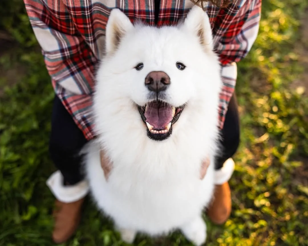 That&rsquo;s the face of someone who knows November means flannels, frosty mornings, and endless cuddles. 🍂❄️ @olaf_thesamoyed is basically the definition of warm fuzzies this season. 🐾✨

#EvolvePetFood #ChooseEvolve #FlannelSeason #NovemberVibes