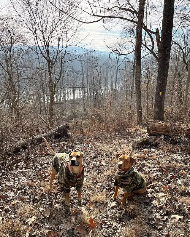 Go ahead and cue the John Cena music 🎶👀 &hellip; because you can&rsquo;t see us!! 🫥🐾
@roxyandgoose mastering the art of camouflage one hike at a time. 🌲🍂&rdquo;

#EvolvePetFood #ChooseEvolve #CamoCrew #OutdoorAdventures #PupHike #TrailTails #Ad