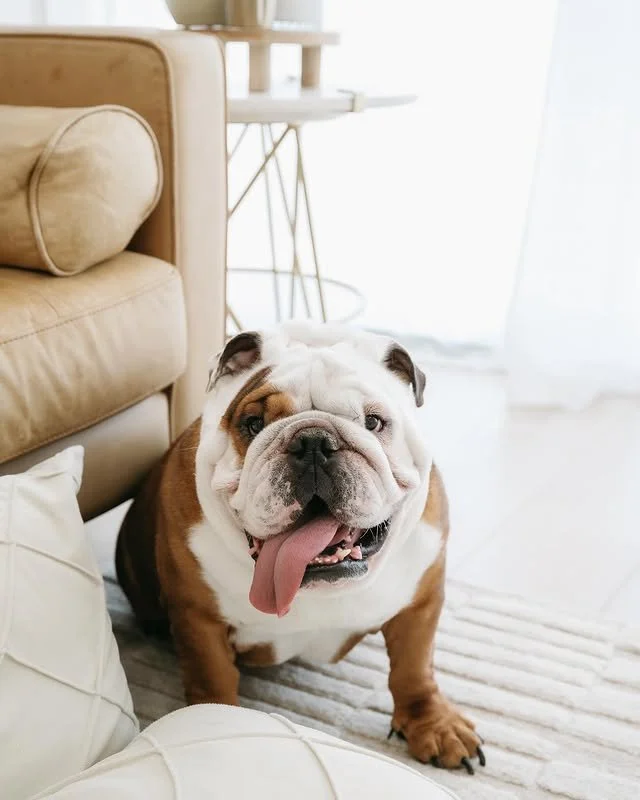 When the living room turns into your personal photoshoot studio 📸🐾 @bigbullyythor is serving looks and drool. 👅✨

#EvolvePets #ChooseEvolve #DogModel #PupStar #TongueOutTuesday BulldogLife #BulldogLove #BulldogVibes #BulldogNation #SquishyFace