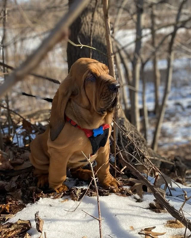 🍂 Big ears, bigger heart ❤️ @walterthebloodhound21 is taking in the season one sniff at a time, proving that every little patch of sunshine and crunchy leaf is worth pausing for. 🐾✨

#WalterTheBloodhound #FallVibes #AutumnAdventures #NovemberMood #