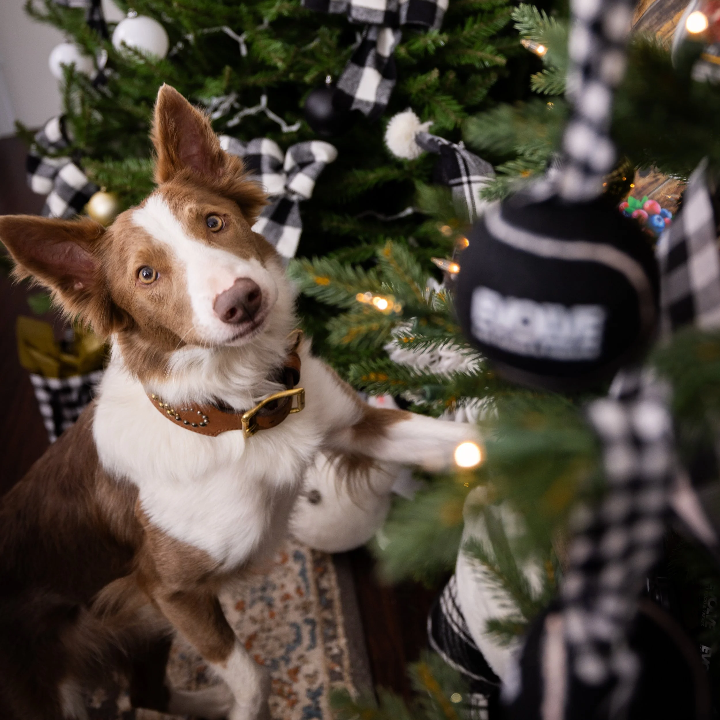 🎁 Paws &amp; Presents: The 2025 Holiday Gift Guide for Your Furry Family