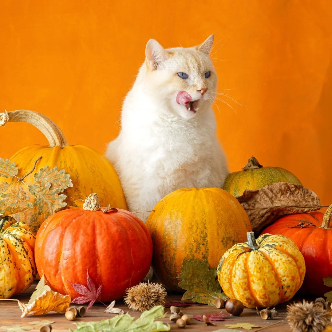 🦃🍂 That &ldquo;I definitely saved room for pie&rdquo; look 👀🐾😼

Wishing you a Thanksgiving full of good food, full bellies, and furry family members who steal the show (and maybe the turkey). 🐾🥧

#EvolvePets #ChooseEvolve #ThanksgivingFeast #P