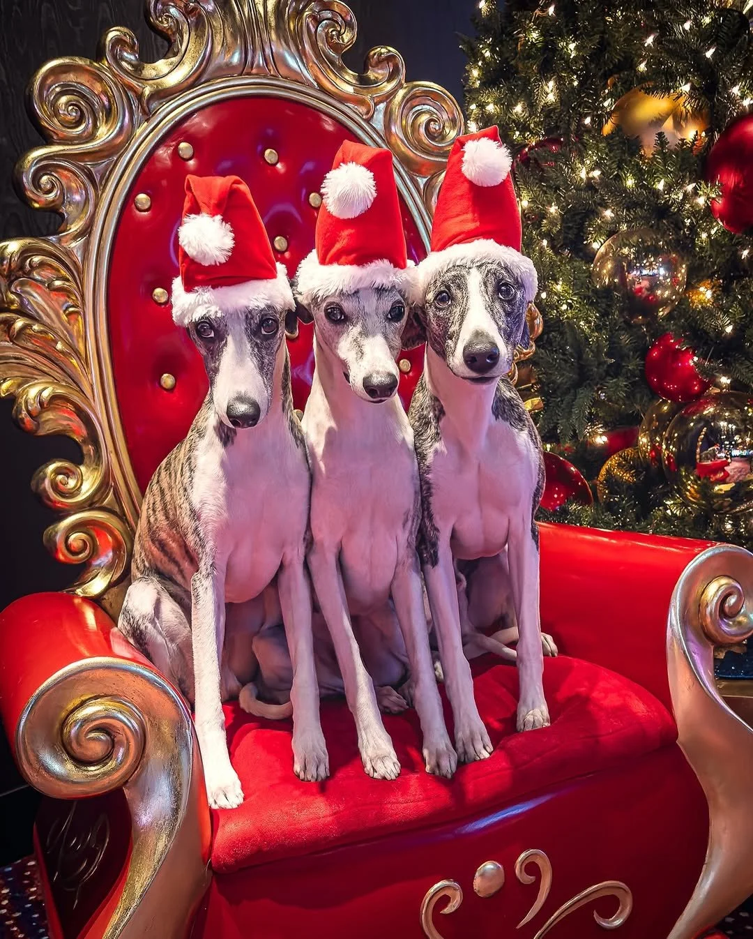✨🎄 When Santa upgraded from reindeer to whippets, the sleigh got way faster. Just ask @whippetsunleashed &mdash; Santa&rsquo;s speedy little helpers are fueled by zoomies and holiday cheer! 🐾❤️

#EvolvePetFood #ChooseEvolve #SantaPaws #HolidayHelpe
