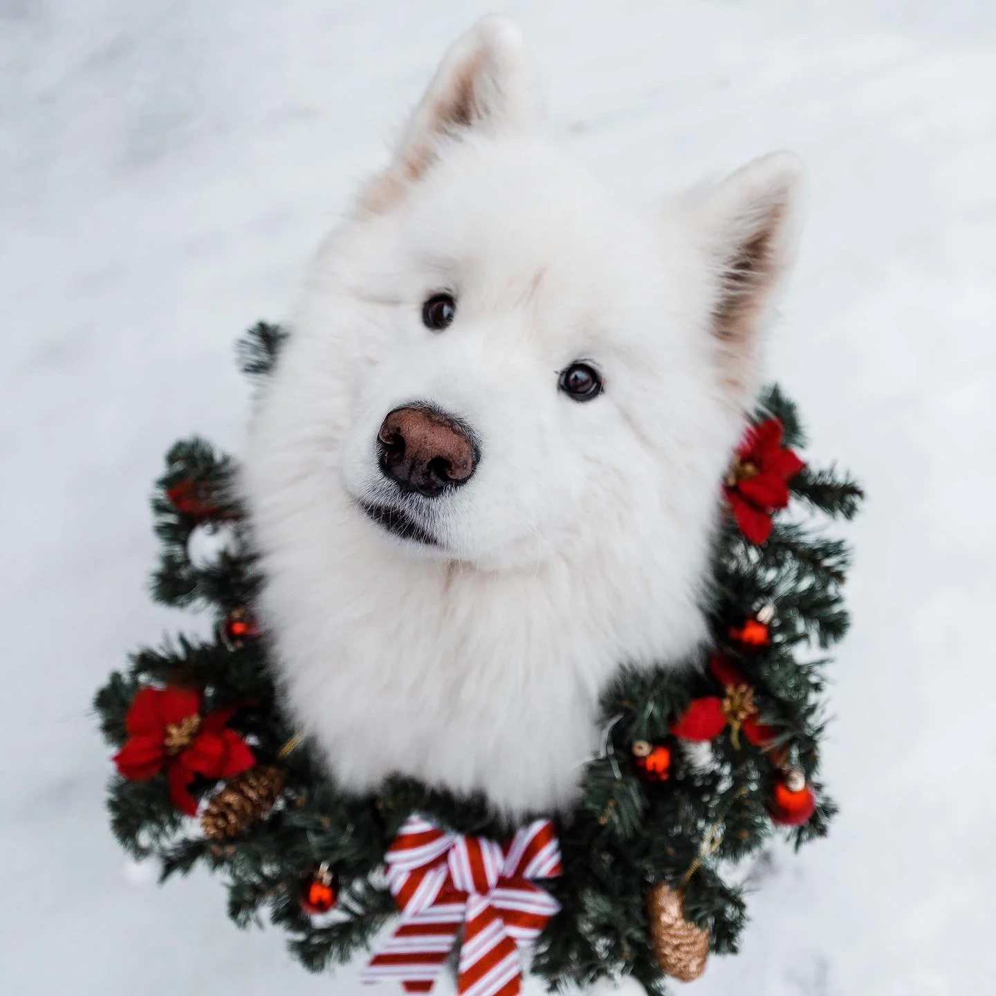 🎁✨ Forget ornaments, this year we&rsquo;re decorating the tree with pure floof. 😍🎄

@olaf_thesamoyed officially wins &ldquo;Cutest Christmas Decoration&rdquo; &mdash; sorry, tinsel, you never stood a chance. 😏

#EvolvePets #ChooseEvolve #OlafTheS
