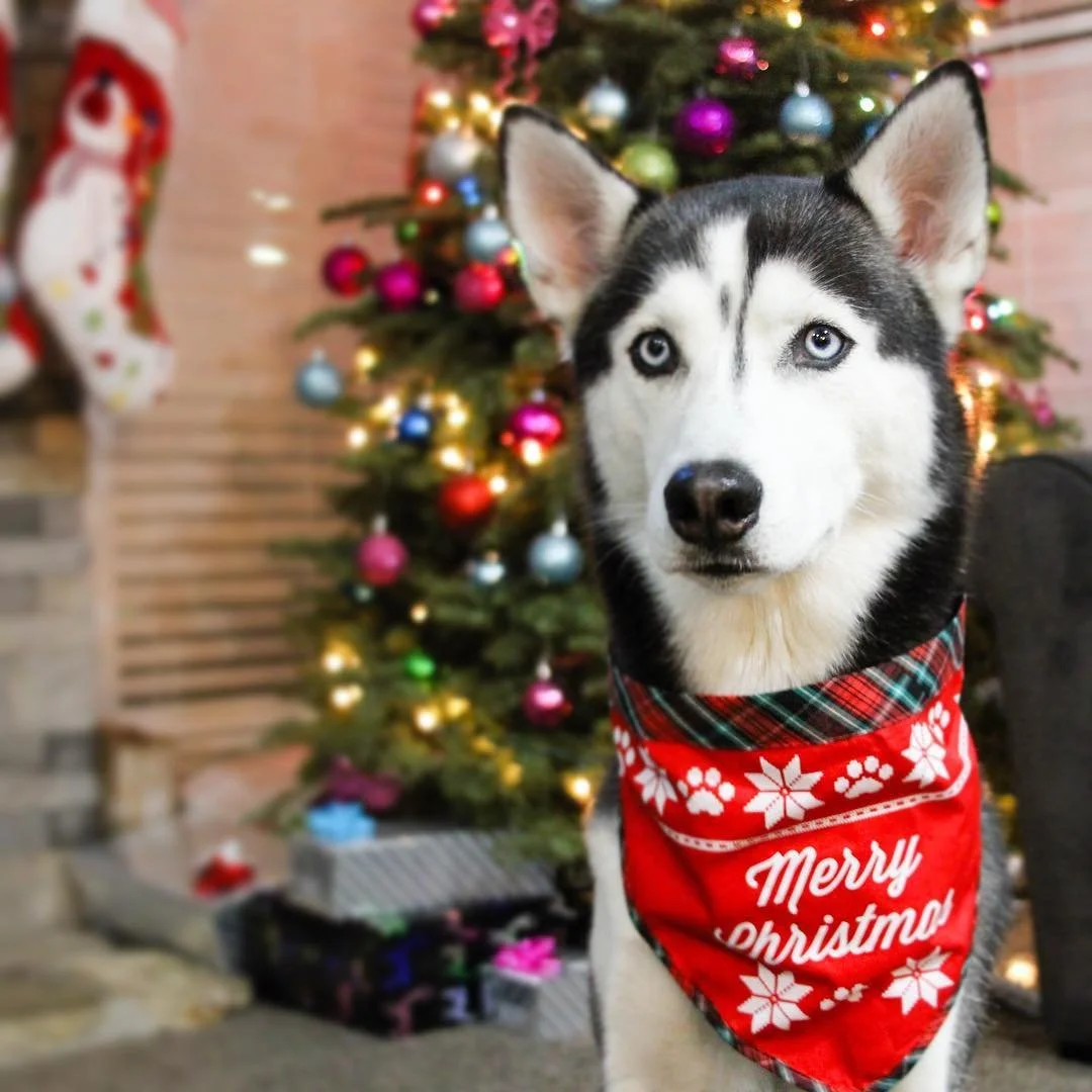 ✨ All is calm, all is bright&hellip; except maybe the wrapping paper situation later. 😉🎁 @iheartmiles is one handsome husky that's ready to sleigh the holiday season in style! ❤️💚

#EvolvePets #ChooseEvolve #MerryChristmas #HappyHowlidays #Festive