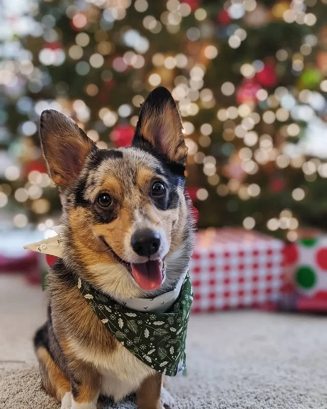 ✨🎅🏼🎁 Merry Corg-mas from the cutest little elf in town! 🐶🎄 With twinkling lights, wrapped-up surprises 🎁, and tails that wag faster than Santa&rsquo;s sleigh 🛷💨 &mdash; @adventurepupwinston is here to spread holiday cheer from nose to floofy 