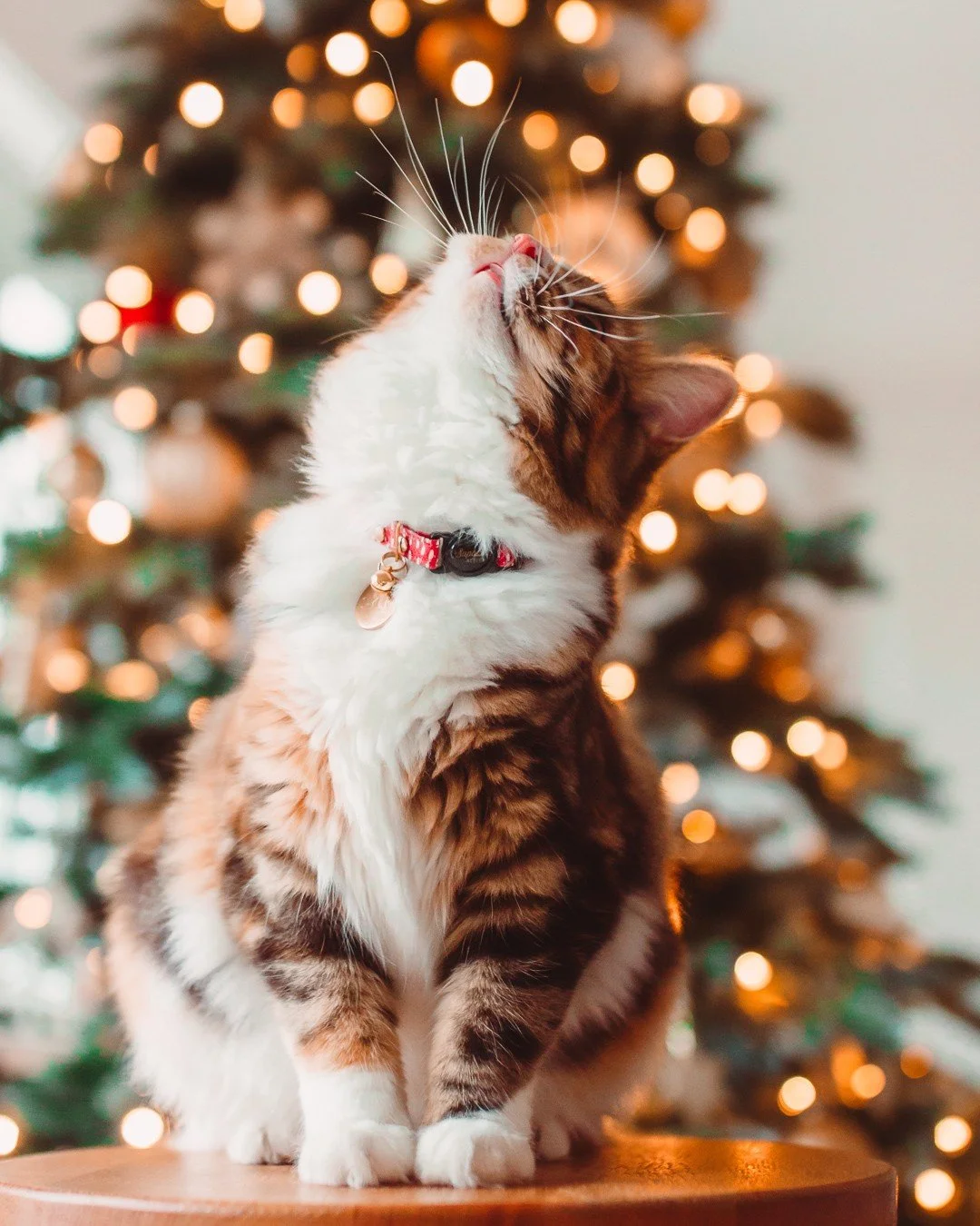 On Christmas Eve, every sound on the roof deserves a whisker twitch 🐈🎅

@athena_and_sakura has her eyes on the sky, waiting for reindeer clearance to land 🦌🎄 

#EvolvePets #ChooseEvolve #ChristmasEveMagic #SantaSpotting #FestiveFeline #HolidayWon
