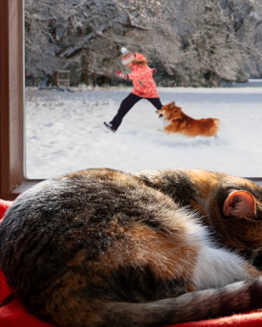 Winter means cozy days of spending time with friends, family and your favorite four legged friends 🐾 

Whether you're planning to explore a winter wonderland or snuggle under blankets, Evolve is here to help keep your pets happy and healthy all seas