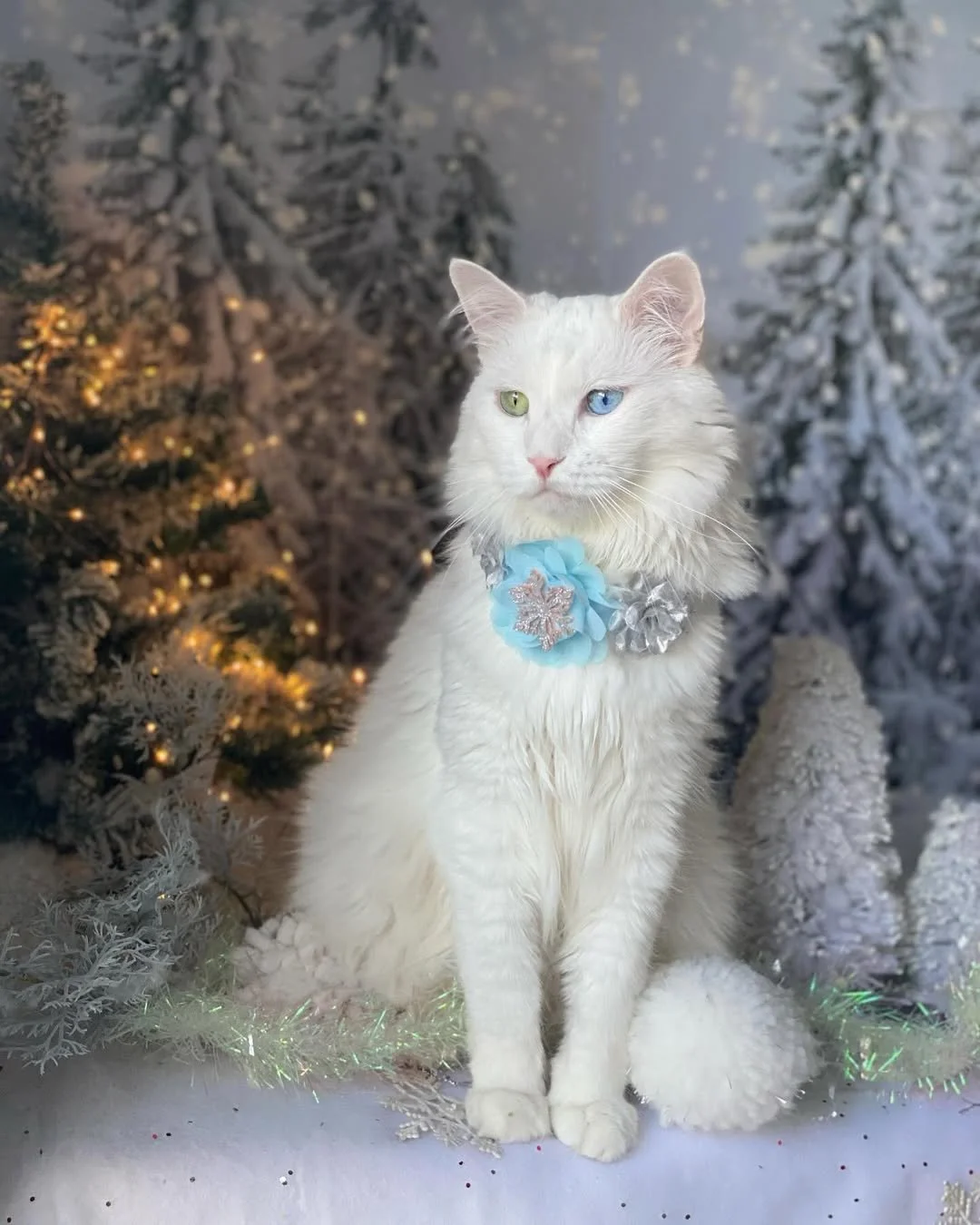 ❄️ Winter royalty has arrived ❄️

With eyes 💚💙 that rival the northern lights and a snowflake crown to match, @skittles_and_gingin is serving frosty elegance all season long. ❄️

#EvolvePets #ChooseEvolve #WinterWonderland #FestiveFeline #SnowQueen