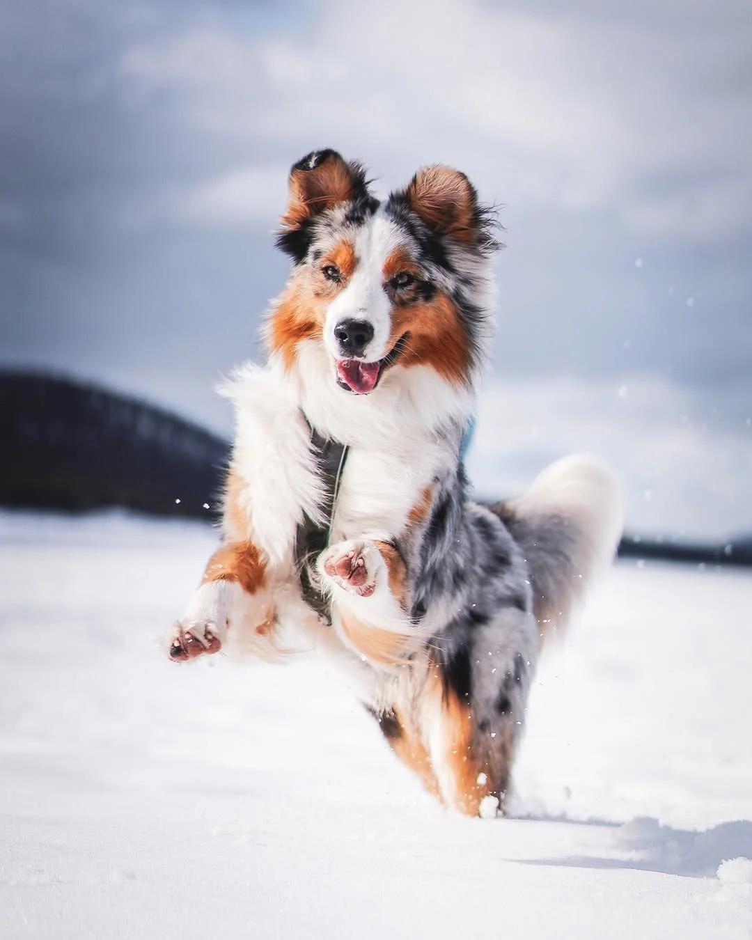 Snow day = best day. 🏔️✨ 

@life.of.bruce.the.aussie doesn&rsquo;t just walk into winter&hellip; he leaps into it, ears flying, paws kicking up pure joy. This is what living life unleashed looks like.💫

#ChooseEvolve #EvolvePetFood #ChooseEvolve #W