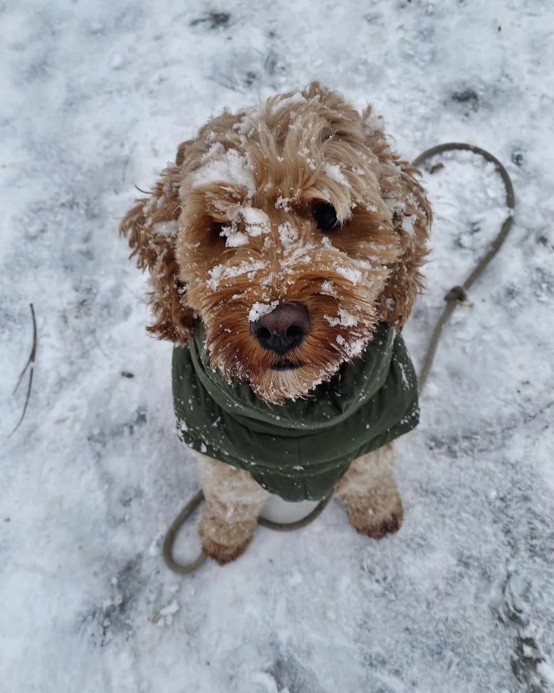 ❄️ Snow face, don&rsquo;t care. @topper_the_cockapoo is out here proving that frosty days are made for adventure, not hibernation. From chilly strolls to snowy snuggles, winter&rsquo;s just another season to live fully. 🐾✨

#EvolvePetFood #ChooseEvo
