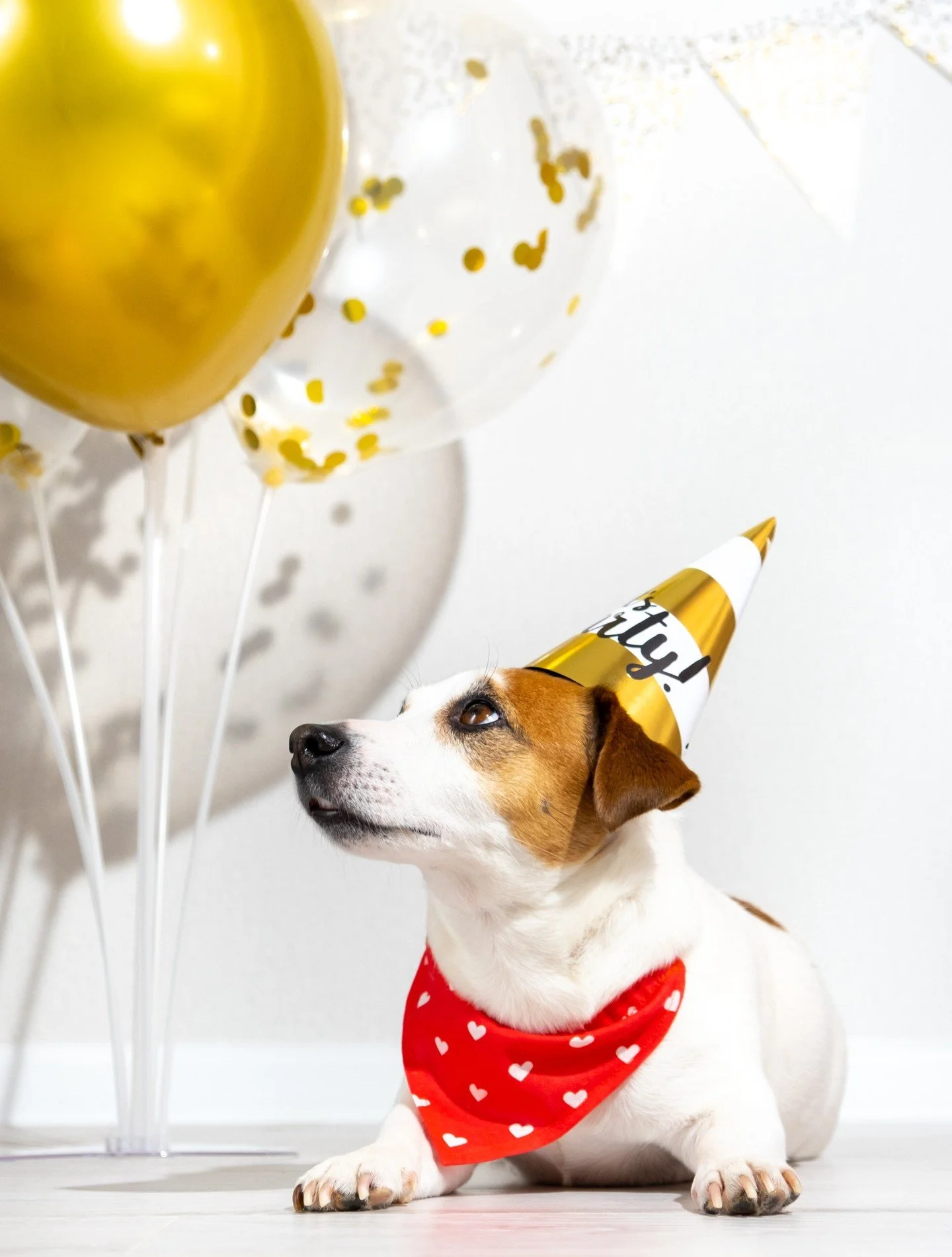 🎉 Poppin&rsquo; into 2026 like&hellip; 🥂🐾

Hats on, balloons floating, and tails wagging&mdash;let the pawty begin! 🐶🥳

#NewYearsEve #PawtyTime #Goodbye2025 #Hello2026 #DogsofInstagram #FestiveFurriends #NYEPawty