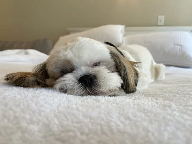 New year, same nap game. 💤 After dancing into 2026, @cruztheshihtzuu is officially out of office until further notice. 🥂🎉 

#PawtyAnimal #NewYearSnooze #CheersTo2026