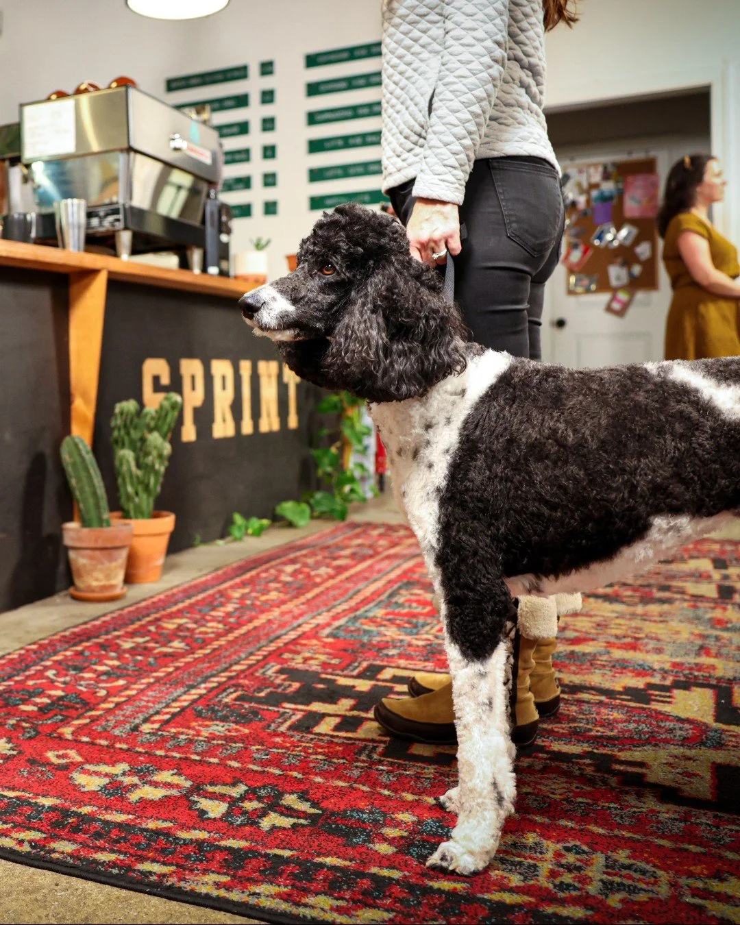 If your barista knows the name of your pet, we think they deserve a shout out in the comments ☕ and your pup deserves an extra treat 🍪 

Dogs and coffee are what keeps us going every Monday!

#EvolvePetFood #ChooseEvolve