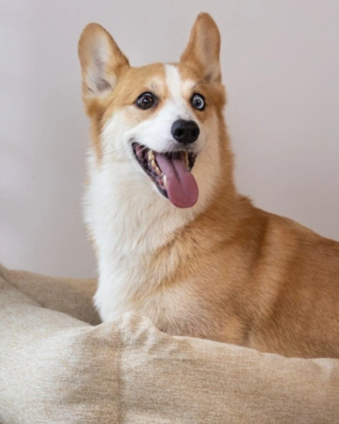 The quiet crinkle of an Evolve bag opening is all it takes to get your pup looking at you like this 🐶 

#EvolvePetFood #ChooseEvolve