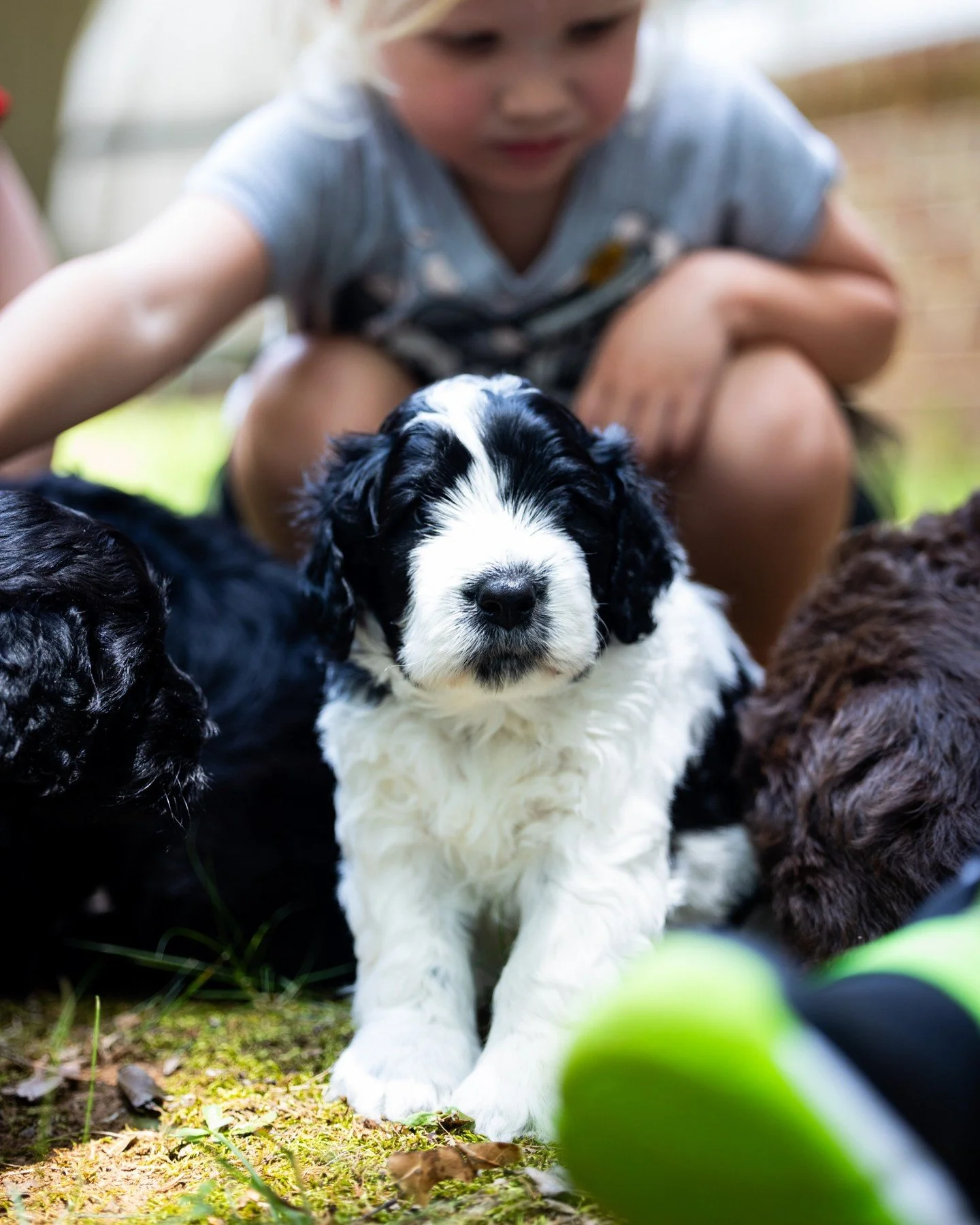 Growing puppies need a lot in the early days, but good food just might be the most important.

Thoughtful ingredients and balanced nutrition help support all the learning, playing, and growing that even the littlest dogs love.