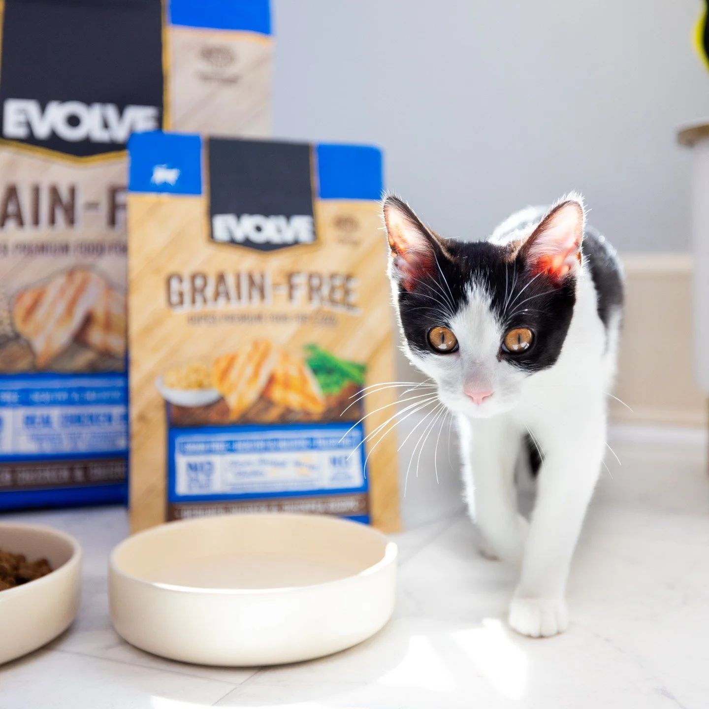 Some cats make it clear when the bowl is worth walking over for.
This one barely needed an introduction.

Healthy recipes with natural ingredients make it simple to choose Evolve.