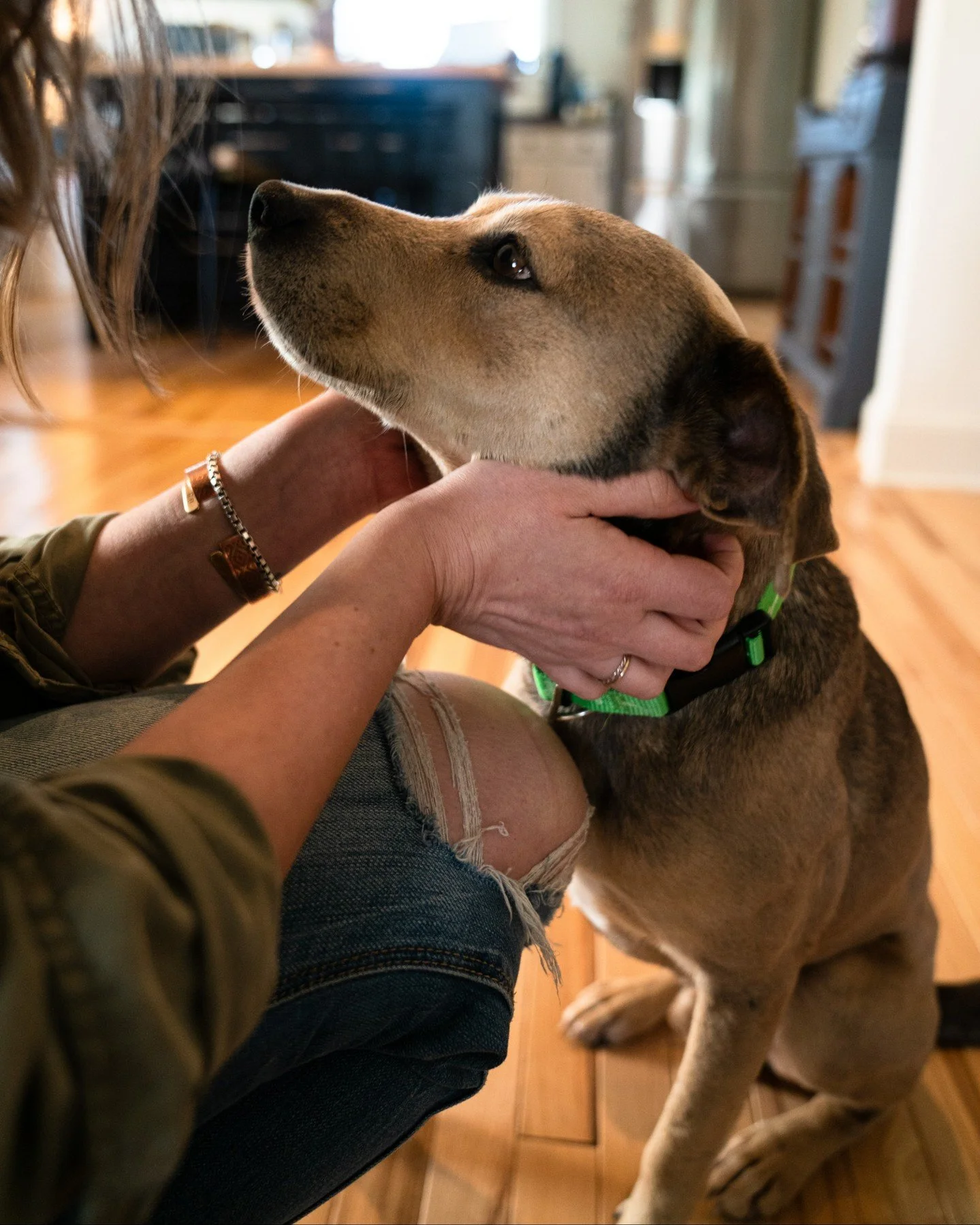 The sound of Evolve pouring into a bowl and a few scratches behind the ear is all it takes to give your pup the best morning ever